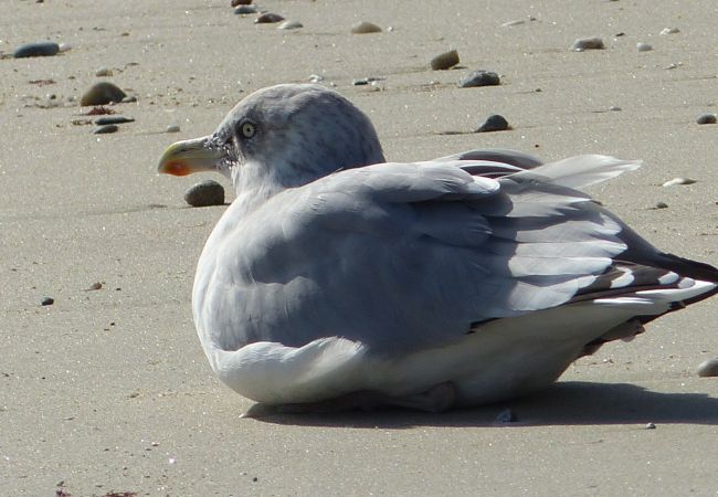 Ferienhaus in Saint-Pierre-Quiberon - Triplette OUEST Ferienhaus in Saint-Pierre-Quiberon - Triplette OUEST