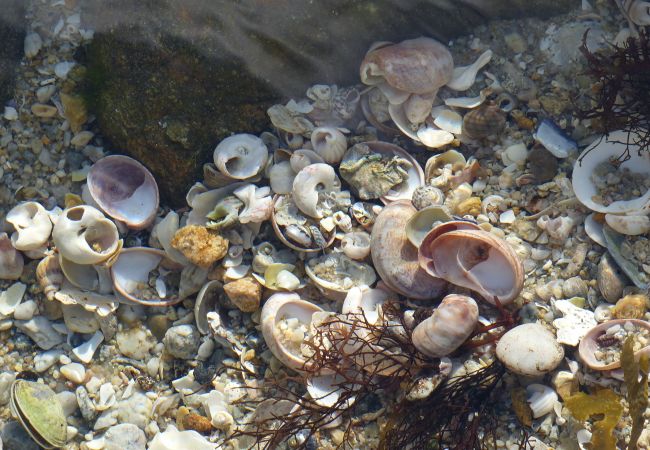 Ferienhaus in Saint-Pierre-Quiberon - Triplette OUEST Ferienhaus in Saint-Pierre-Quiberon - Triplette OUEST